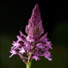 Orquídea piramidal-Anacamptis pyramidalis