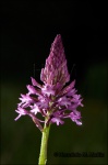Orquídea piramidal-Anacamptis pyramidalis
