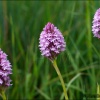 Orquídea piramidal-Anacamptis pyramidalis