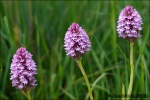 Orquídea piramidal-Anacamptis pyramidalis