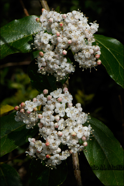 Durillo-Viburnum tinus