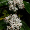 Durillo-Viburnum tinus