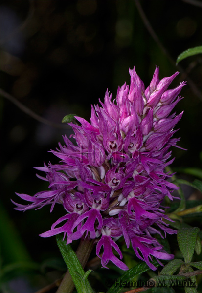 Orchis italica