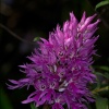 Orchis italica