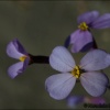 Moricandia foetida