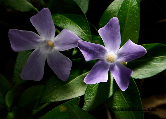 Vinca pervinca -Vinca minor