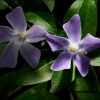 Vinca pervinca -Vinca minor