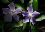 Vinca pervinca -Vinca minor