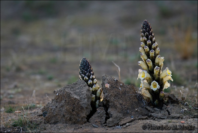 Jopo-Cistanche phelypaea