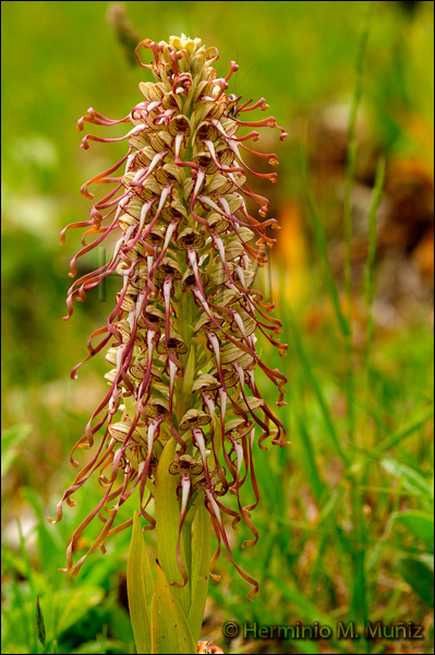 Himantoglossum hircinum