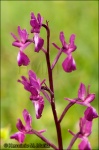 Orchis laxiflora