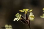 Euzomodendron bourgaeanum