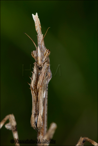 Empusa pennata