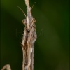 Empusa pennata