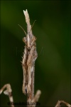 Empusa pennata