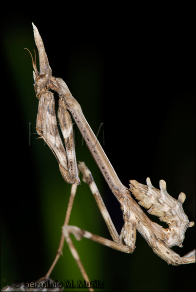 Empusa pennata2