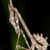 Empusa pennata2