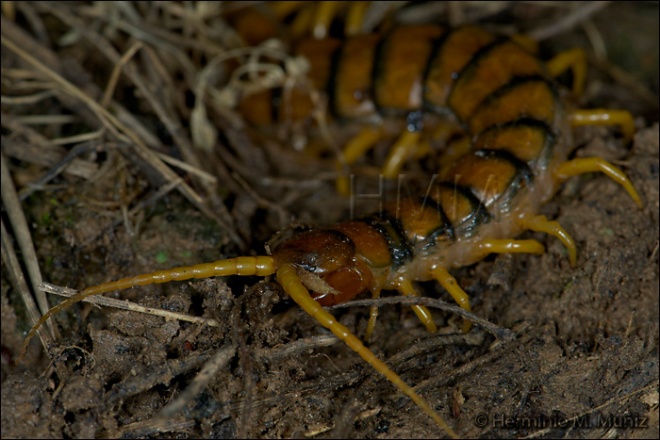 Escolopendra-Scolopendra morsitans?