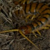 Escolopendra-Scolopendra morsitans?