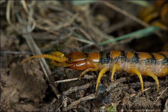 Escolopendra-Scolopendra morsitans? Escolopendra-Scolopendra morsitans?