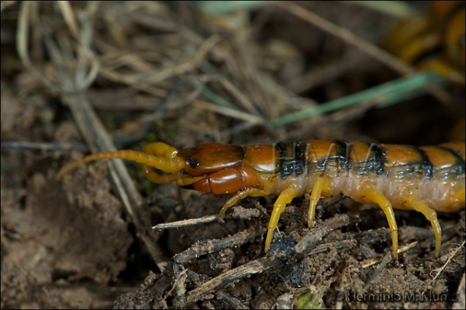 Escolopendra-Scolopendra morsitans?