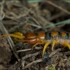 Escolopendra-Scolopendra morsitans?