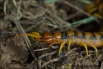 Escolopendra-Scolopendra morsitans?