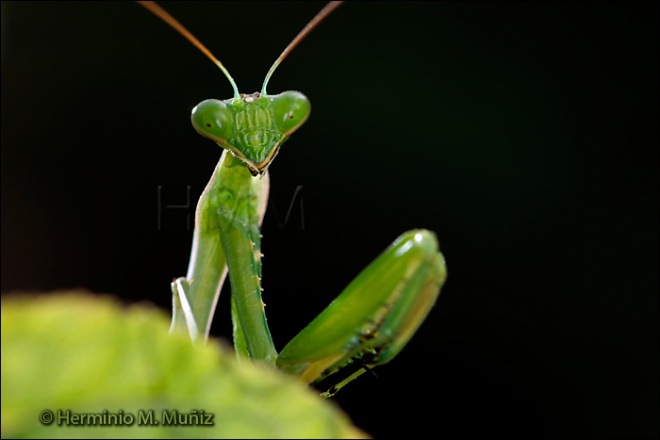 Mantis religiosa2