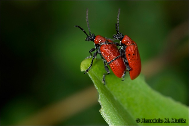 Escarabajos