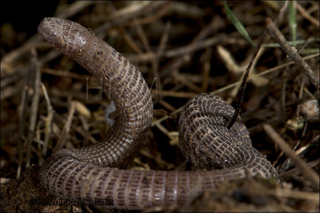 Culebrilla ciega-Blanus cinereus Culebrilla ciega-Blanus cinereus