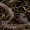 Culebrilla ciega-Blanus cinereus