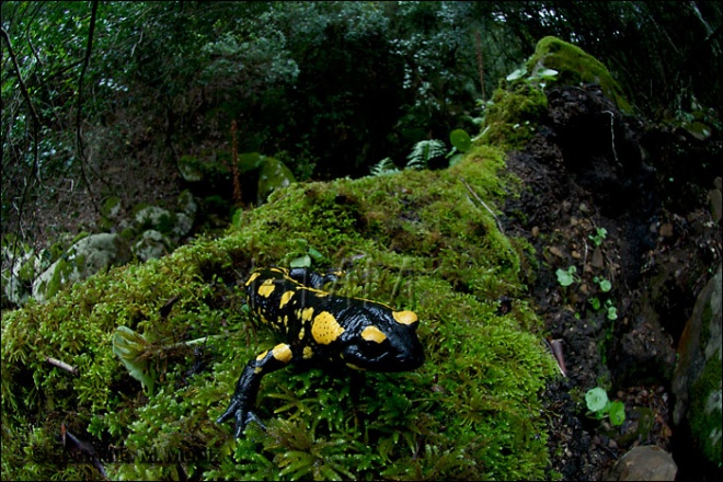 Salamandra-Salamandra salamandra Salamandra-Salamandra salamandra