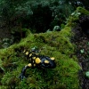 Salamandra-Salamandra salamandra