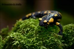 Salamandra2-Salamandra salamandra