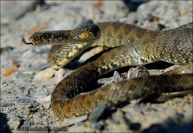 Culebra de herradura-Coluber hippocrepis