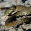 Culebra de herradura-Coluber hippocrepis