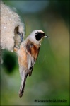 Pájaro moscón-Remiz pendulinus