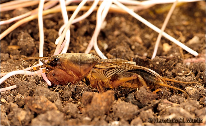 Grillo cebollero-Gryllotalpa gryllotalpa