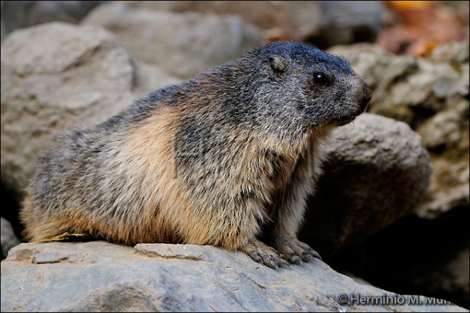 Marmota-Marmota marmota