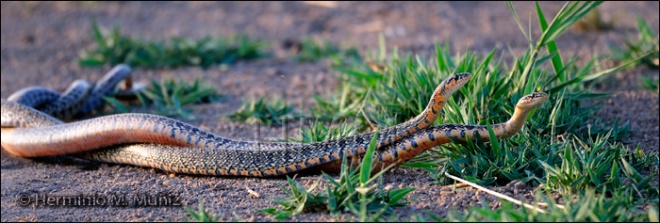 Culebra de herradura-Coluber hippocrepis-Cópula