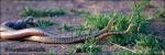 Culebra de herradura-Coluber hippocrepis-Cópula