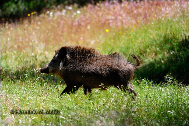 Jabalí- Sus scrofa.