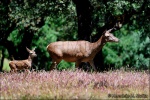 Cierva con cria. Cervus elaphus.