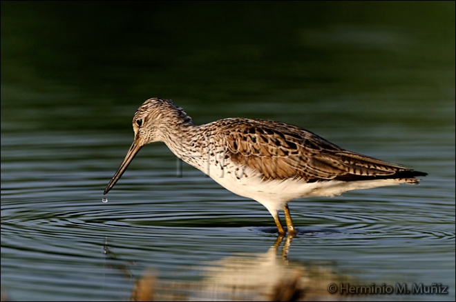 Archibebe claro- Tringa nebularia.