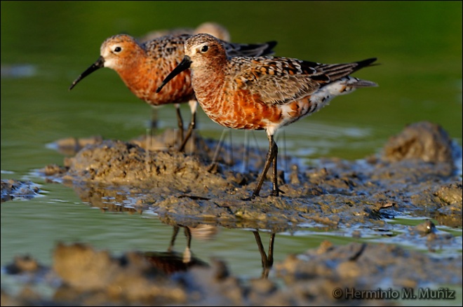 Correlimos zarapitín- Calidris ferruginea.