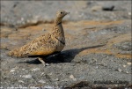 Ganga ortega-Pterocles orientalis