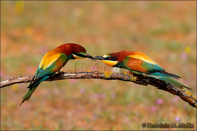 Abejarucos- Merops apiaster Abejarucos- Merops apiaster