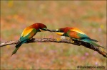 Abejarucos- Merops apiaster
