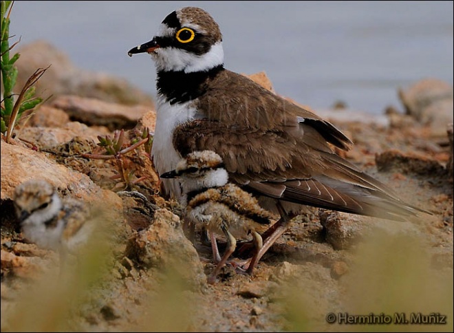 Chorlitejo chico-Charadrius dubius