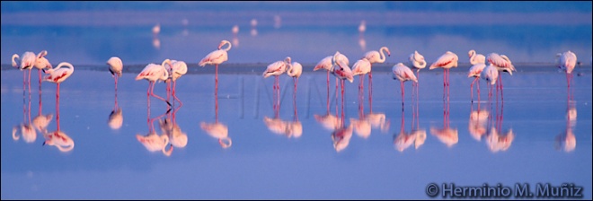 Flamencos- Phoenicopterus ruber